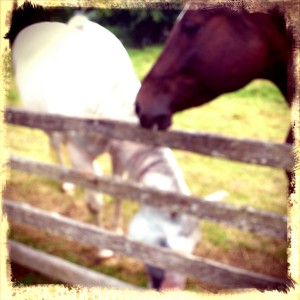 white horse and brown horse